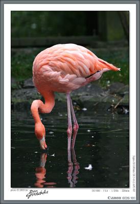 Pink flamingo