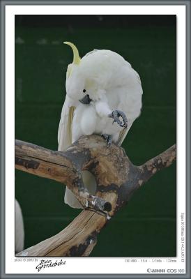 White cockatoo