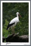 White stork