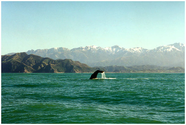 The tail of a whale at Kaikoura