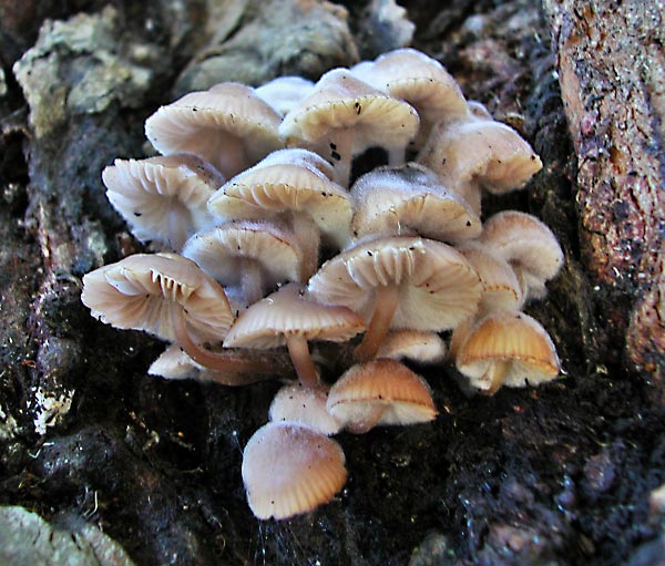 more mushrooms