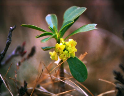 u7/philipperegnier/medium/1135186.Cagirerhododendronenfvrier.jpg