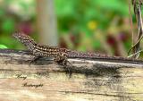 Lizard on fence post