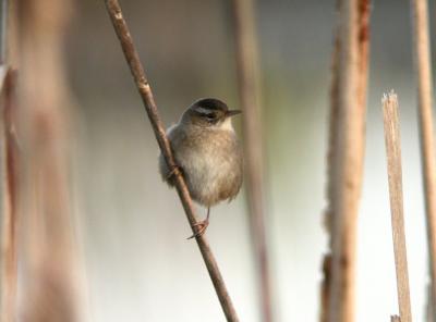 Marsh Wren 0305-2j  Samish Flats