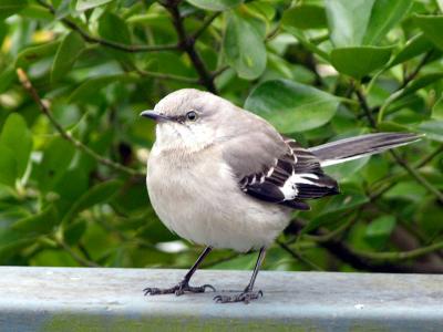 N. Mockingbird (Mimus polyglottus)