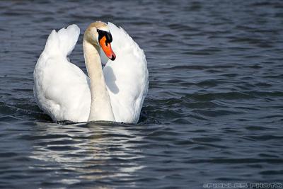 Puffed Swan