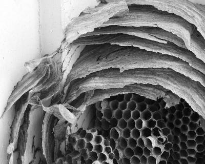 Wasp nest detail