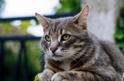 u7/pingupingu/medium/6306451.MISTIGRIC1.jpg