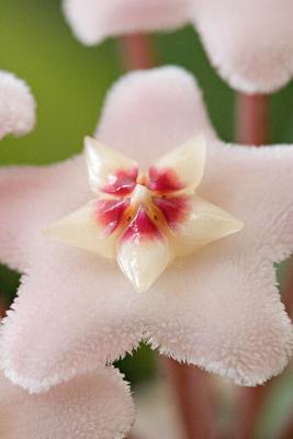 2005-03-20: Hoya carnosa closeup