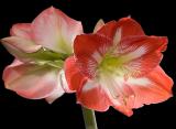 2005-03-22: Minerva Amaryllis