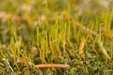 Moss Fruiting