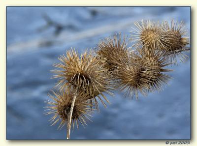 Thistles in winter