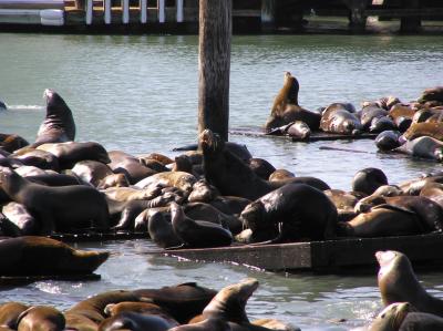 Pier39 Sea lions1.JPG