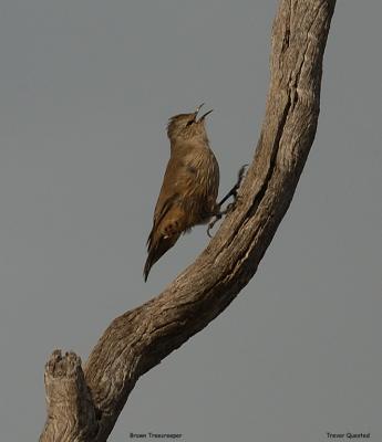 Brown Treecreeeper