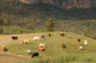 Cows in field