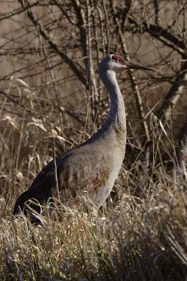 u7/ptkitty/medium/41036508.SandHillCrane.jpg