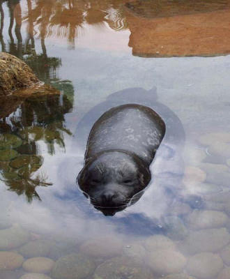 Sleepy Seal