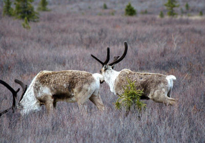 Caribou in Denali National Park