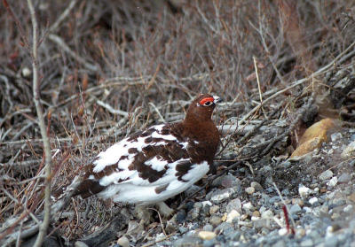 Ptarmigan at Denali National Park