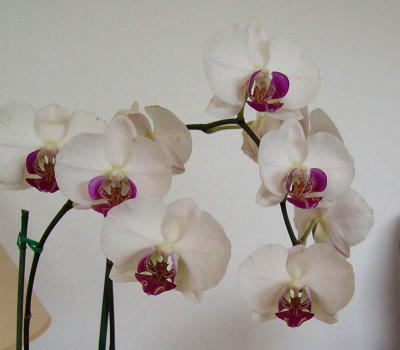 Orchid