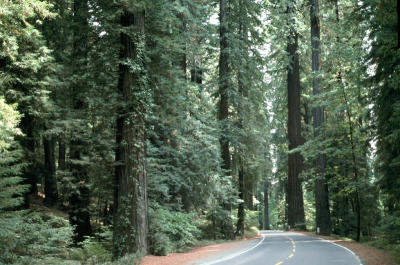Road through the Redwoods