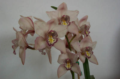 Costco Orchids