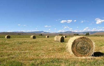 Hay Harvest