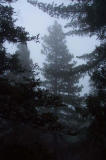 Fog at Twin Peaks