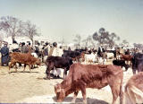 Cattle Market