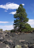 Lava Field, Sunset Crater National Monument