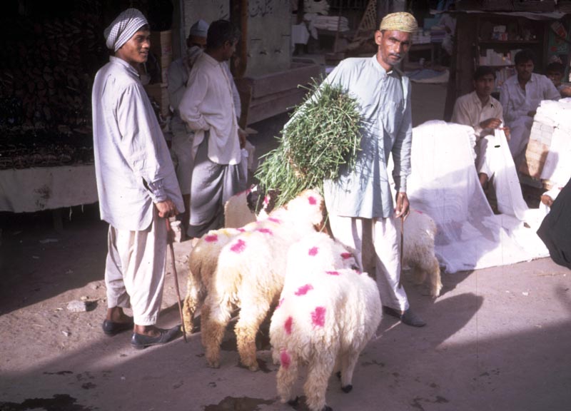 Sheep at the Market
