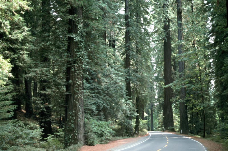 Road through the Redwoods