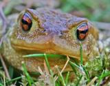 Crapaud crop 100%