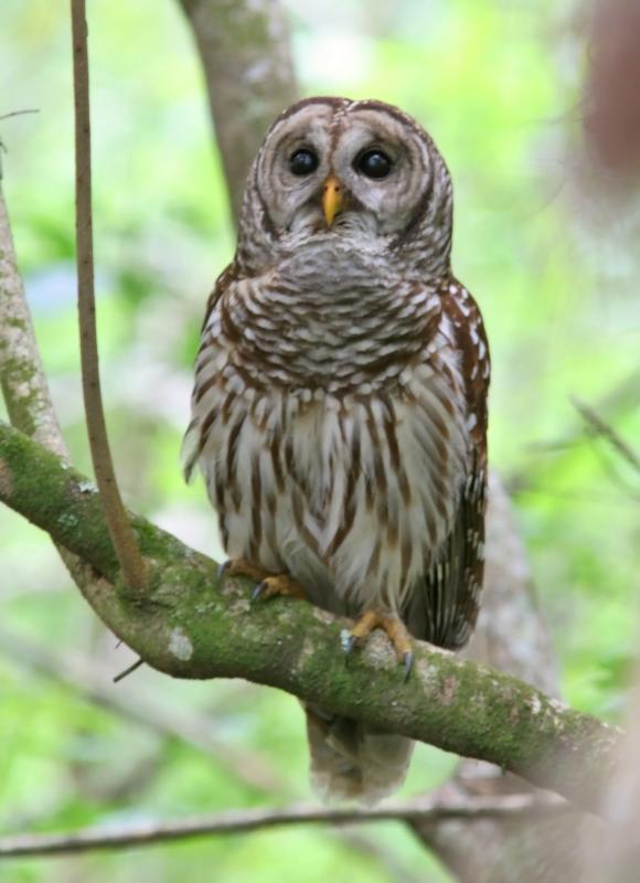 Barred Owl 4.jpg