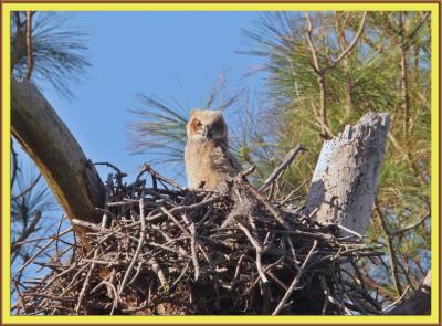 Baby Horned Owl beak open FR.jpg