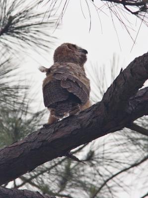 Baby Horned owl on branch.jpg