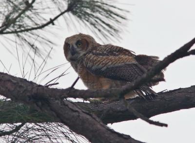Baby Owl moving on branch.jpg