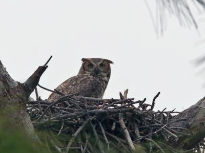 Mama Horned owl on nest ready to eat rabbit.jpg