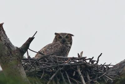 Mama Horned Owl-after.jpg