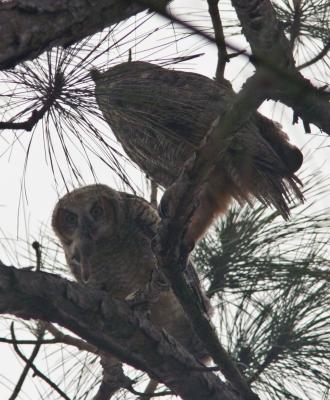 Mama Owl- Baby- left of rabbit-after.jpg