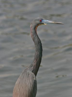 Tri-colored Heron 1.jpg