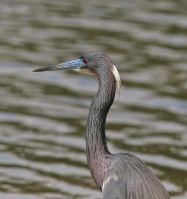 Tri-colored Heron 5.jpg