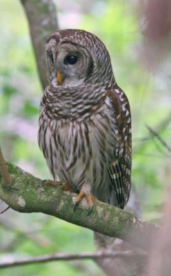 Barred Owl 1.jpg