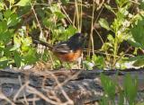 Towhee on Log.jpg