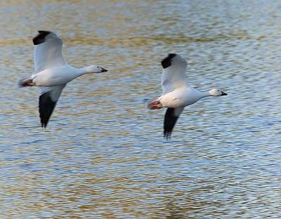 Snow Geese in AZ, off Scottsdale Rd.