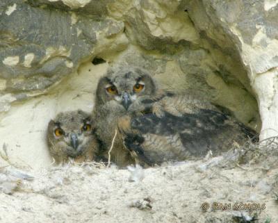 Oehoe - Eurasian Eagle Owl