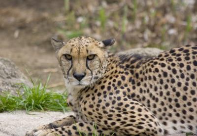 cheetah.jpg