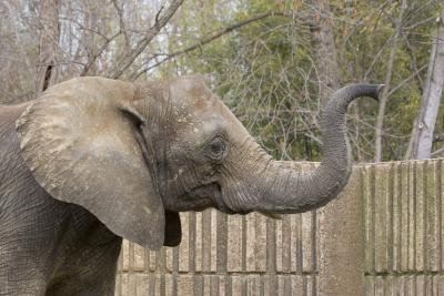 elephant.jpg