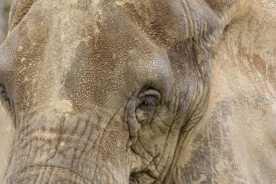 elephanteye.jpg