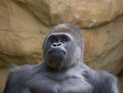 gorilla1.jpg